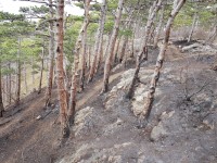 Brandstelle am Frauenstein