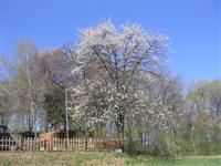 Kirschbaum beim Anningerhaus