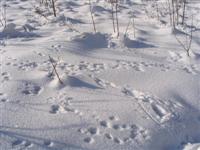 Spuren im Schnee