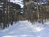 Anningerstrae als Rodelbahn